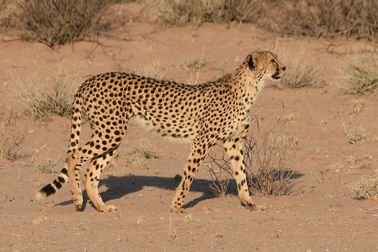 DSC_4090_00004_00056.jpg