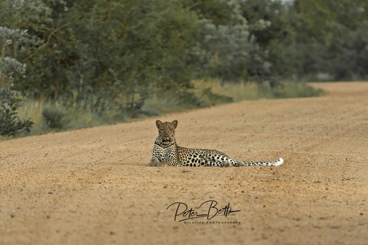 Biyamiti Weir Leopard.jpg
