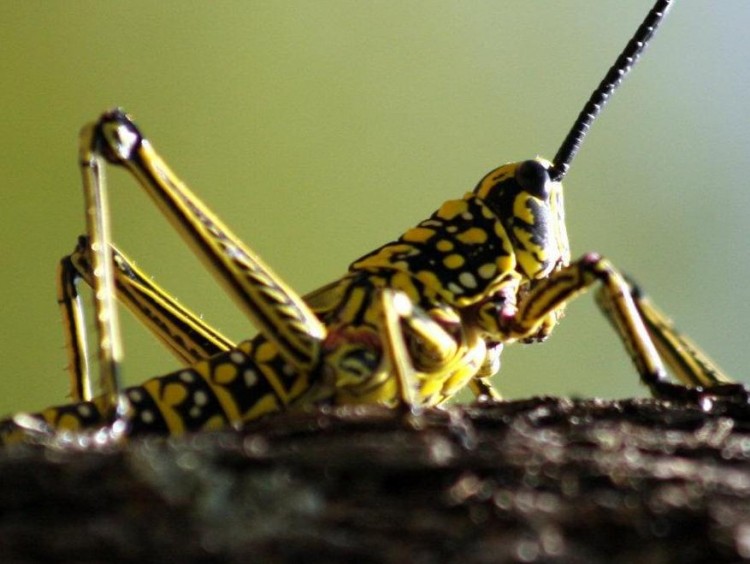 Phymateus viridipes, Green milkweed locust.jpg