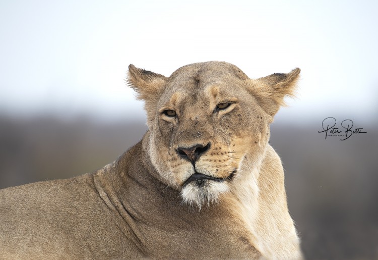 Lioness warrior.2jpg.jpg