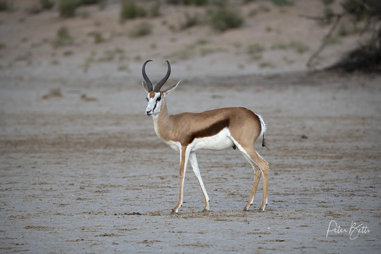 Kalahari Springbok.jpg