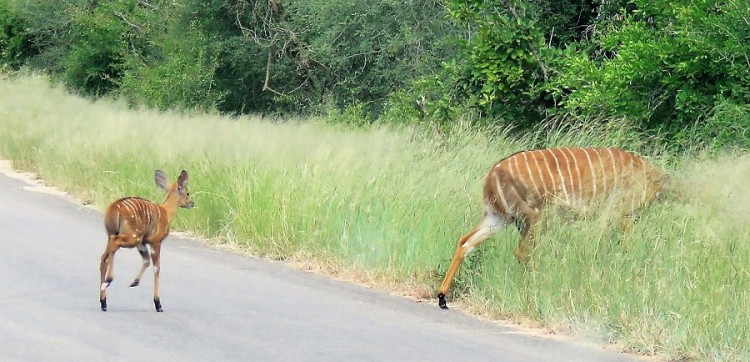 IMG_5360 Nyala.JPG