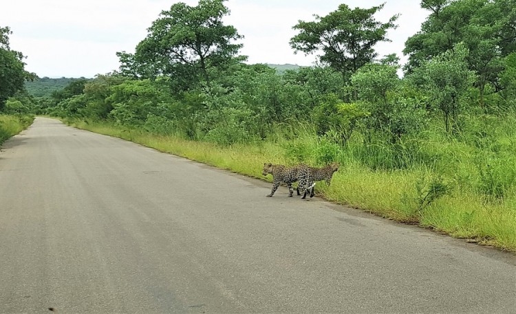 leachy-leopard-Shitlhave area .jpg