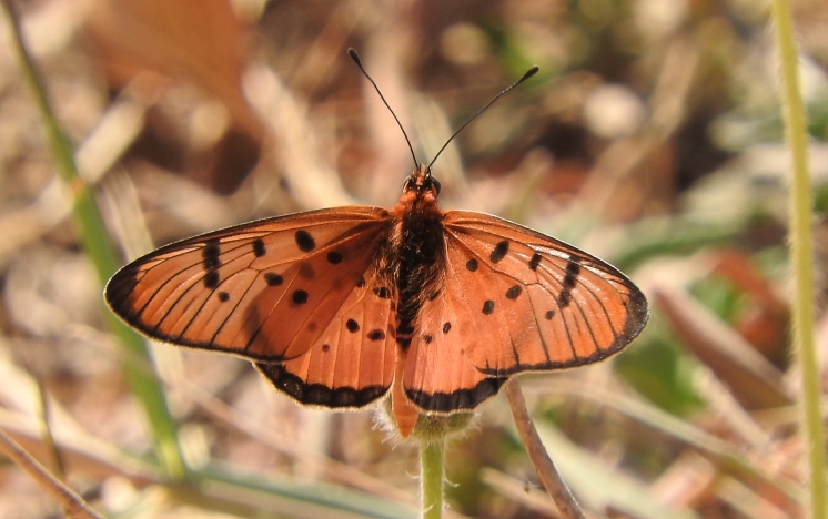 Little Acraea (Acraea axina).jpg