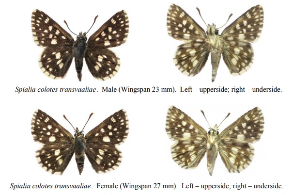 Spialia colotes transvaaliae.jpg