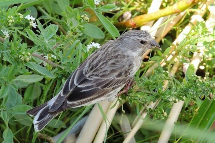 870. Black-throated Canary Serinus atrogularis.jpg