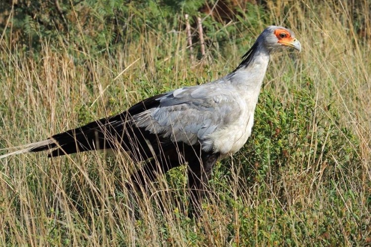 118 Secretarybird Sagittarius serpentarius.jpg