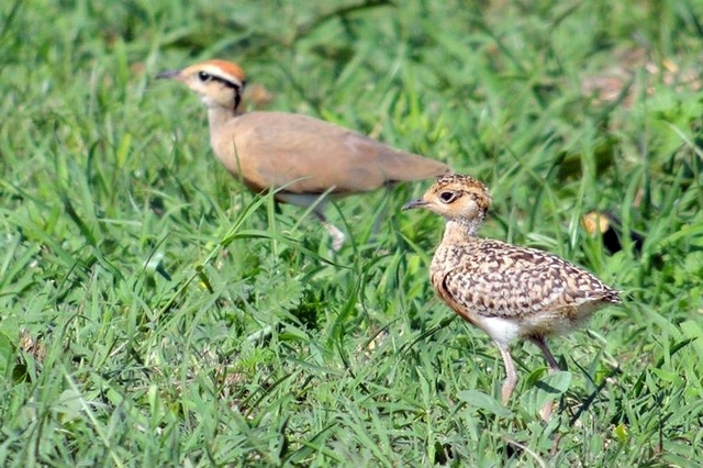 300 Temmincks Courser Cursorius temminckii.jpg