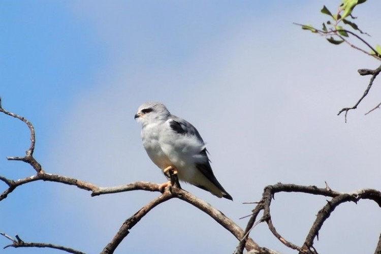 127 Black-shouldered Kite Elanus caeruleus.jpg