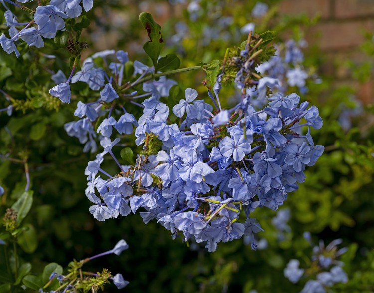 Plumbago.jpg