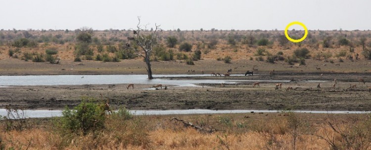 blue wildebeest, ELEPHANT, impala and zebra.jpg