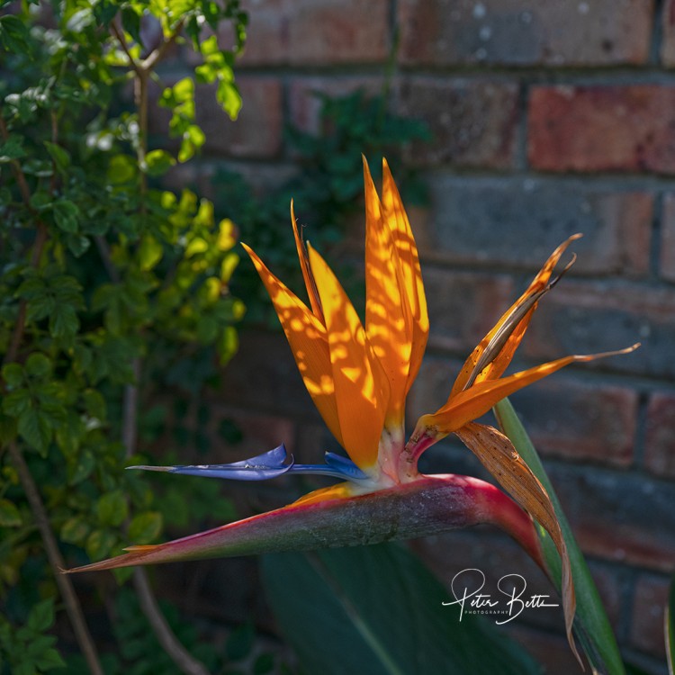 My Indigenous Garden.jpg