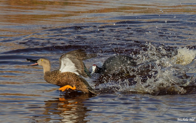 Coot chasing Shoveler - West Coast National Park.