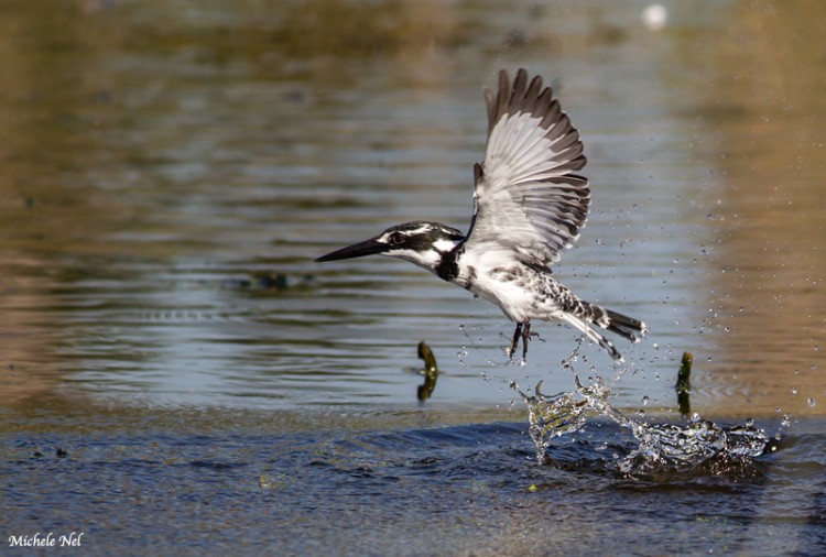 Missed his lunch - Pied Kingfisher