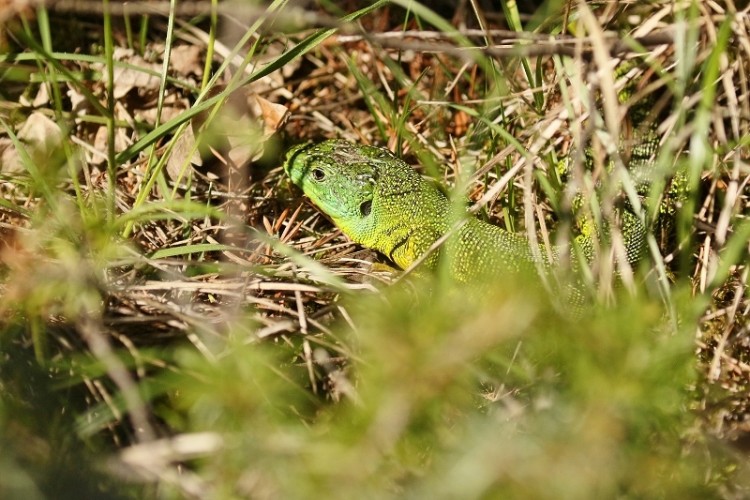 Western green Lizard