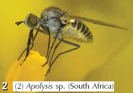 Apolysis Diptera Manual.jpg