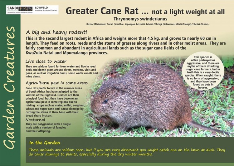 Greater Cane Rat.jpg