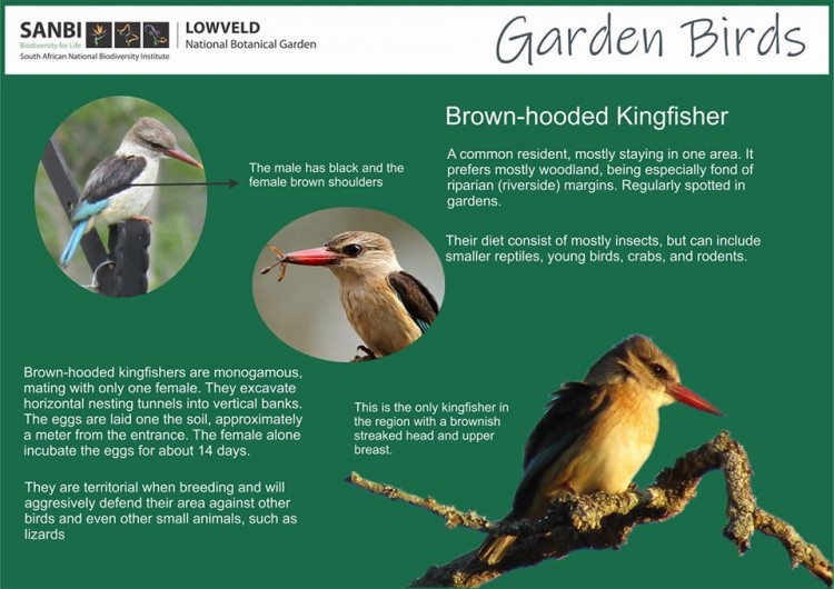Brown-hooded kingfisher.jpg