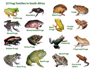 frog families.jpg