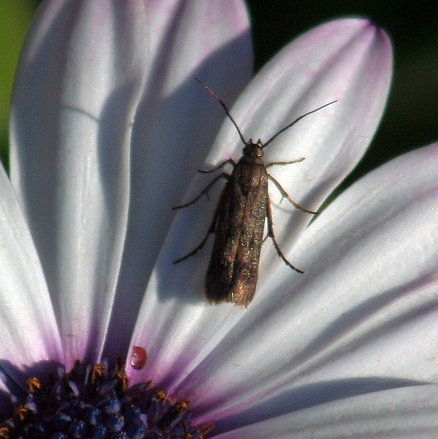 Flower moth.jpg