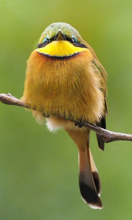 2020 AW  Little beeeater face on-2.jpg