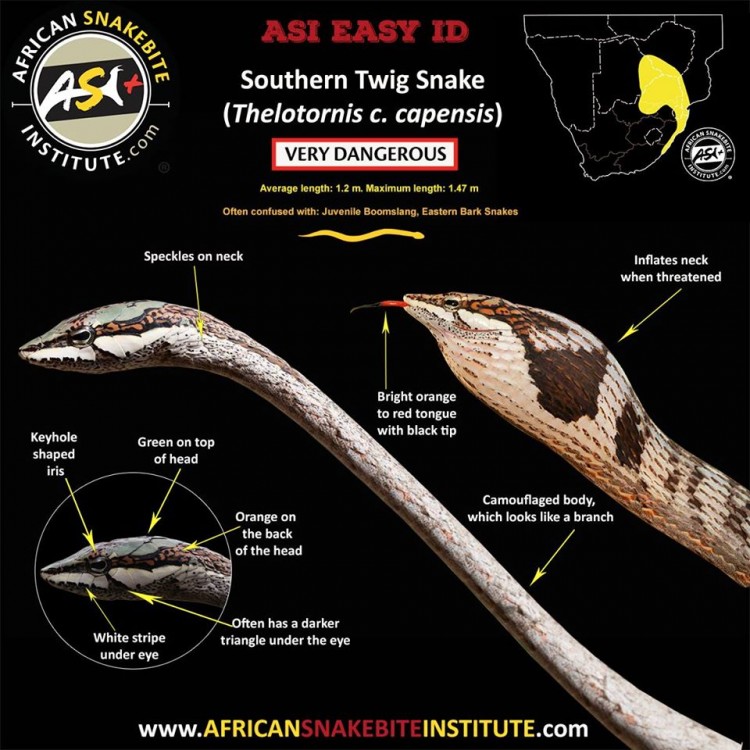 Southern Twig Snake.jpg