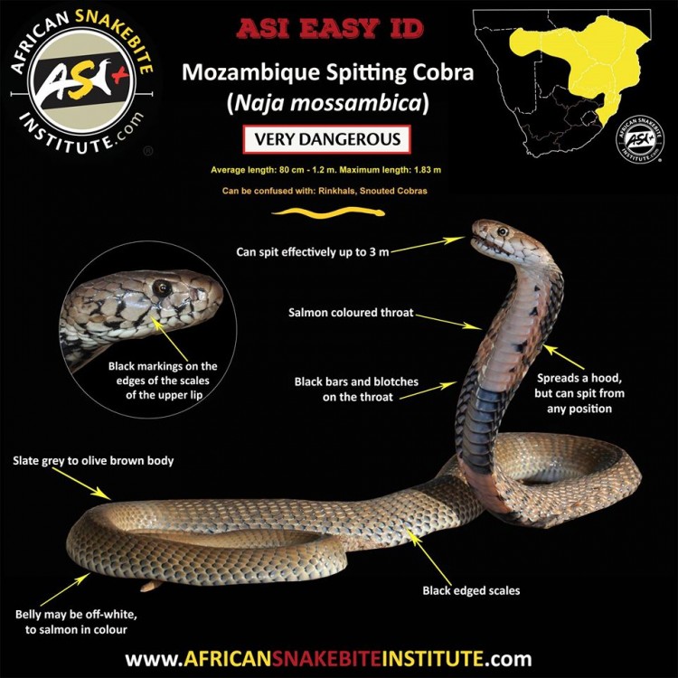 Mozambique Spitting Cobra.jpg