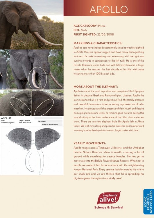 Elephants-Alive-Page-10-Apollo-724x1024.jpg