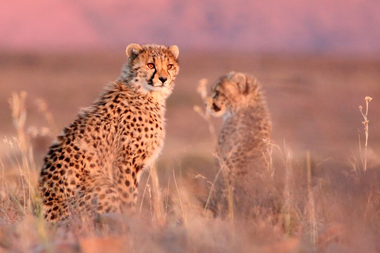 3. Cheetah.jpg