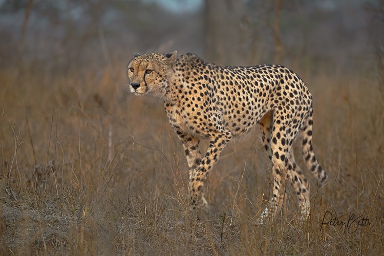 4. Cheetah.jpg