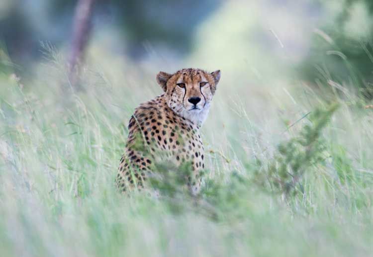 9. Cheetah.jpg