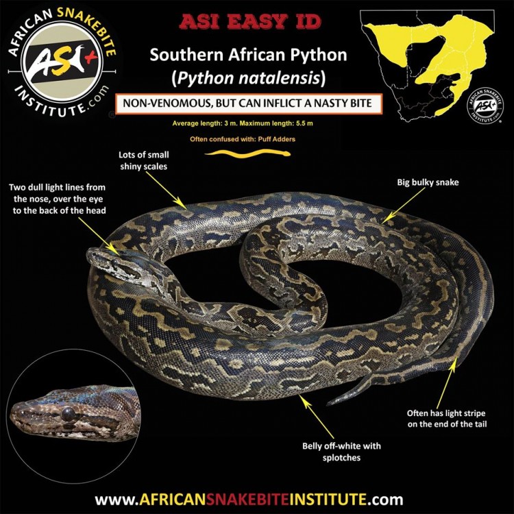 Southern African Python.jpg