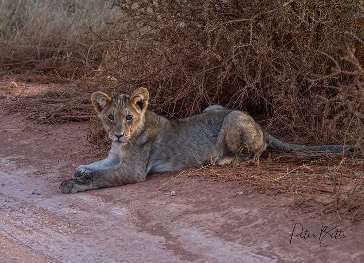 Dalkeith Sunrise Cub.jpg