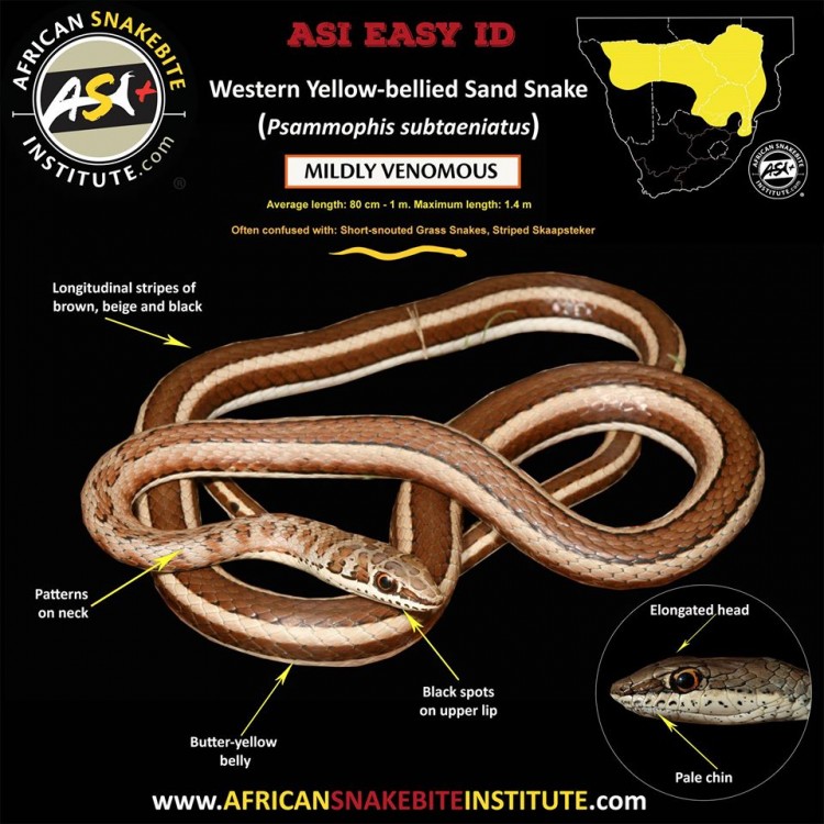 Psammophis subtaeniatus.jpg