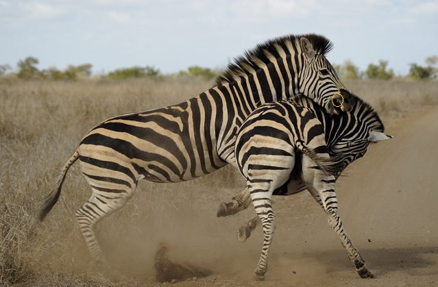 zebra male.jpg