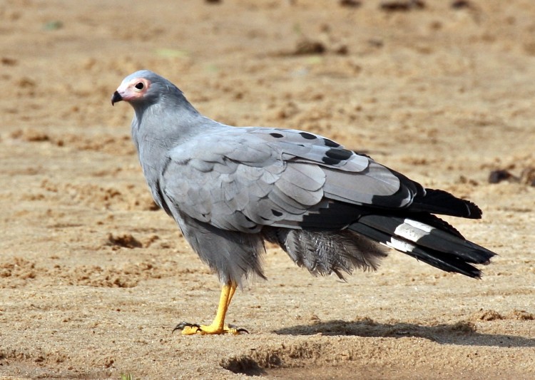 Polyboroides_typus_-near_Sand_River_Selous,_Selous_Game_Reserve,_Tanzania-8,_crop.jpg