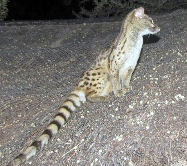 Genet.JPG