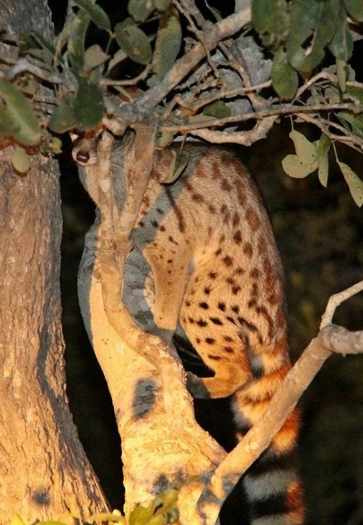 Genet - Talamati