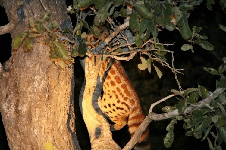 Genet - Talamati