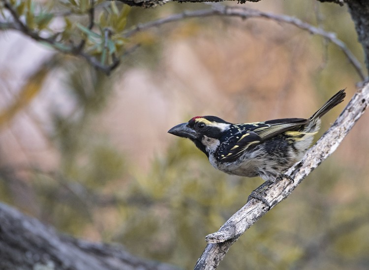 African Pied Barbet.jpg