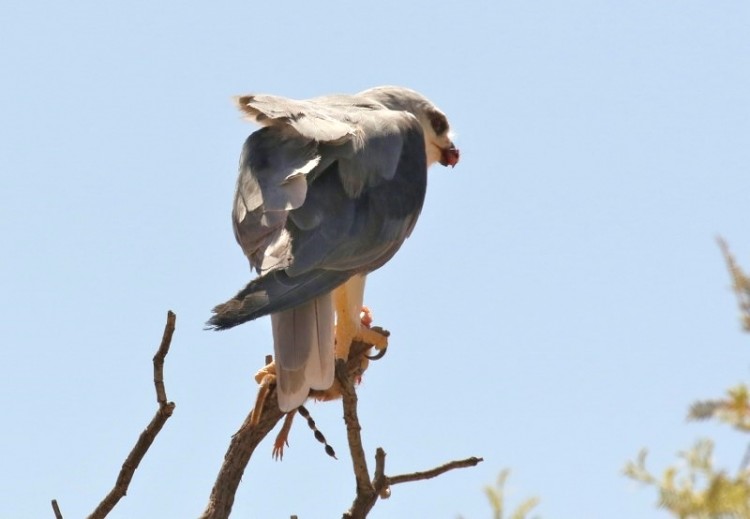 Black-shouldered Kite