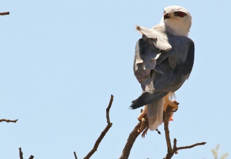 Black-shouldered Kite