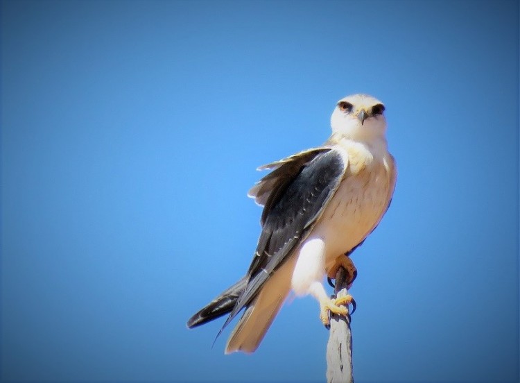 Black-Shouldered Kite.JPG