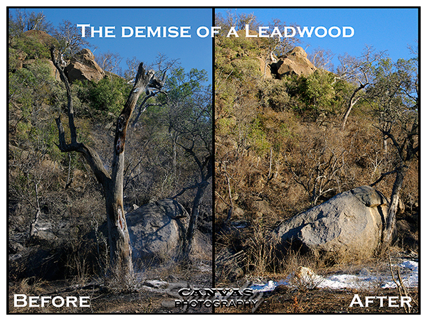 Demise-of-Leadwood.jpg