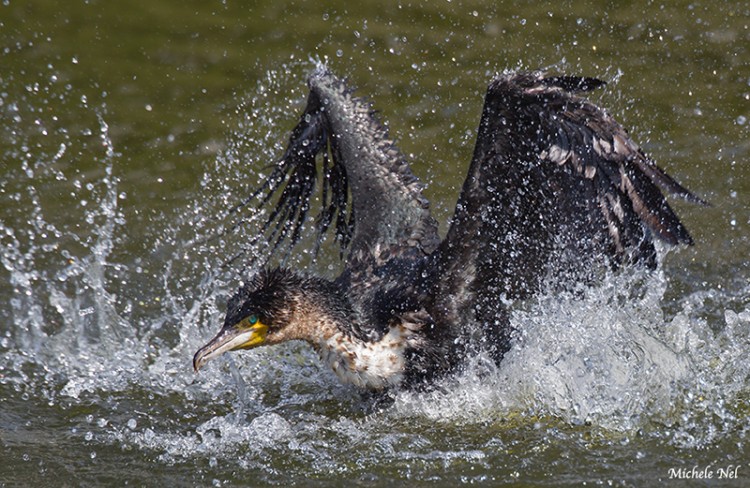 white breasted cormorantf.jpg