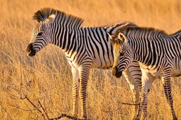 2. zebra.jpg