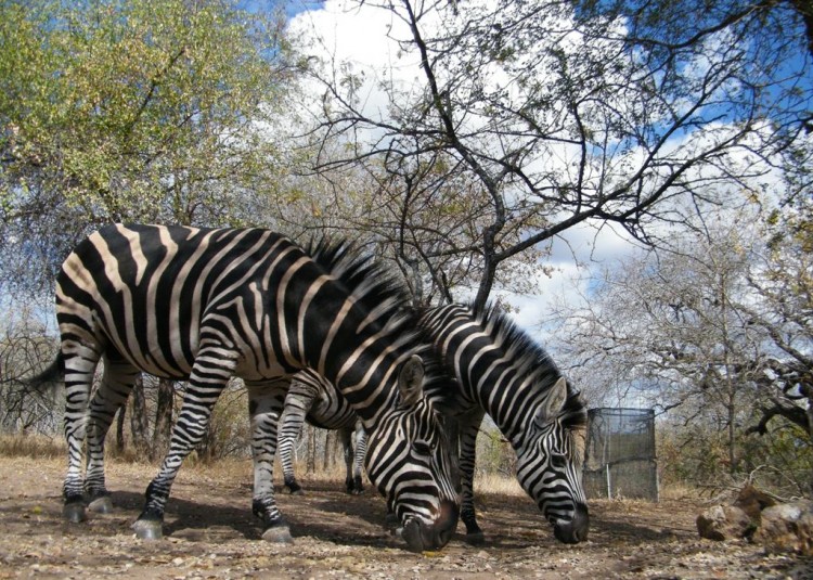 7. zebra.jpg