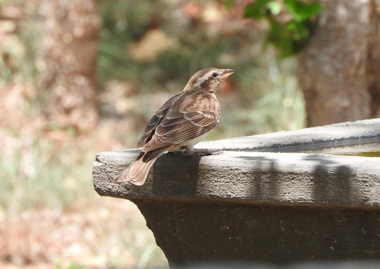 Seedeater/Finch? at Tydon Safari Camp