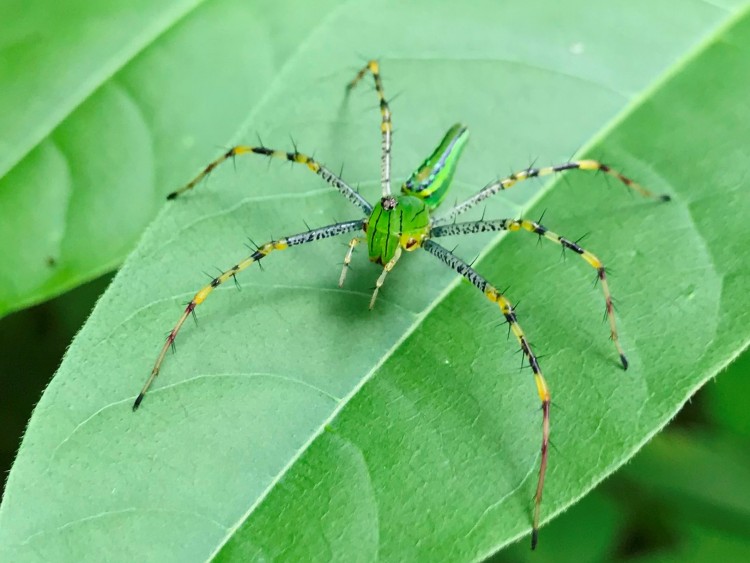 Spider sp. (Groen). Nosy Komba, Madagascar, 21 February 2020 3.JPG
