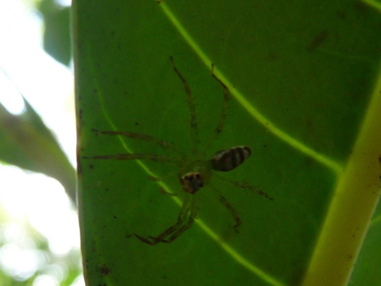 Arachnida sp. 2 Andasibe 3.JPG